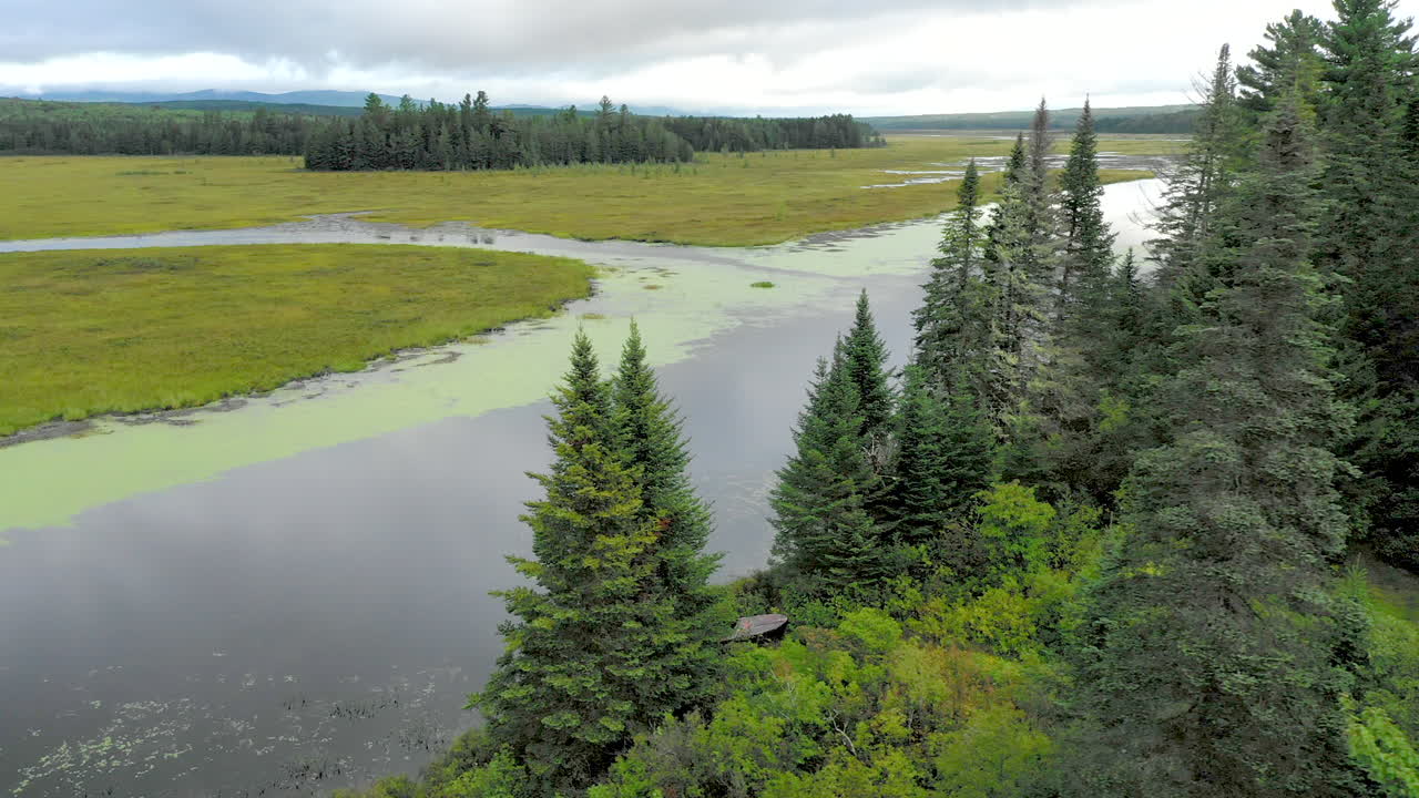 toma aérea que revela las oscuras aguas de shirley bog serpenteando por la campiña de maine con altos pinos en primer plano.