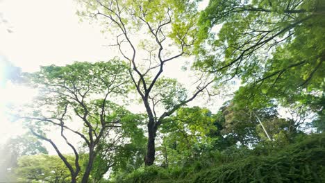 rotation of the greenery leaves branches of big rain tree sprawling cover on green grass lawn under sunshine morning, plenty of trees on background in the public park in singapore