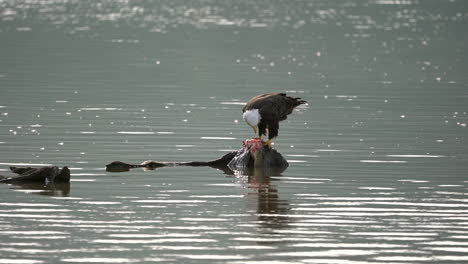 a bald eagle eating a fish on a rock in the middle of a lake