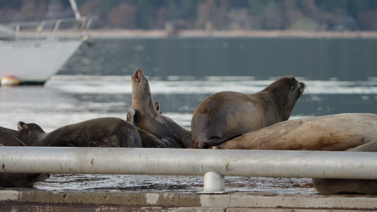 Sea lions resting on floating dock in autumn, nature's serene gathering