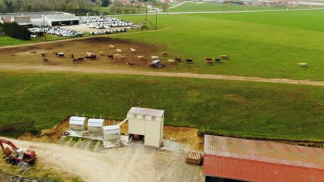 Toma-De-Drone-De-La-Vaca-Caminando-En-La-Granja