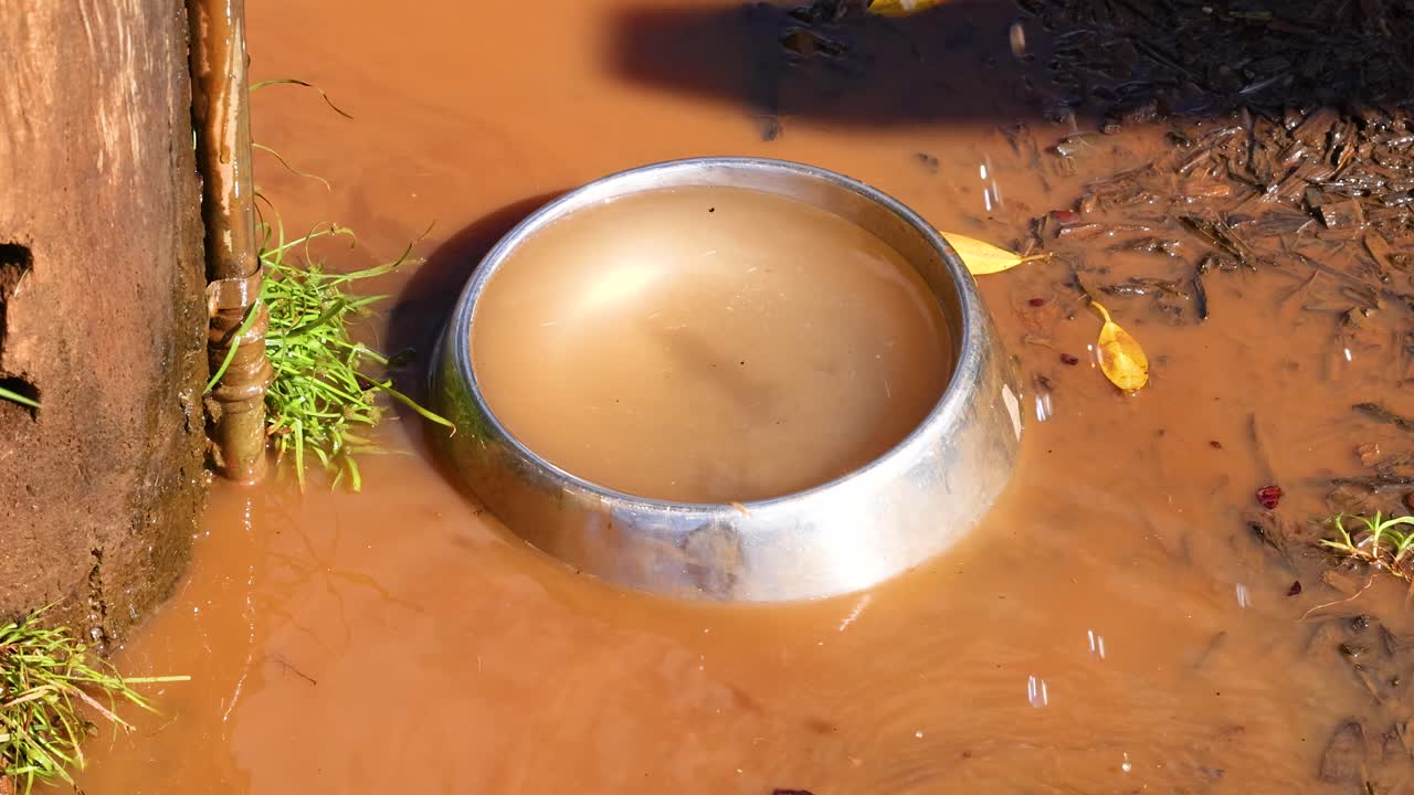 Water drips into a metal bowl on muddy ground, creating ripples under bright sunlight, surrounded by grass and soil