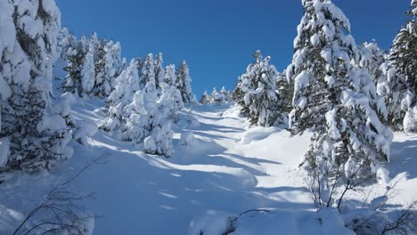 Schneebedeckte-Bäume