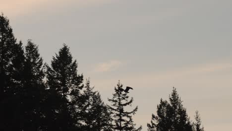 águila-Calva-Volando-En-La-Naturaleza-En-Cámara-Lenta,-Recortada-Contra-La-Puesta-De-Sol