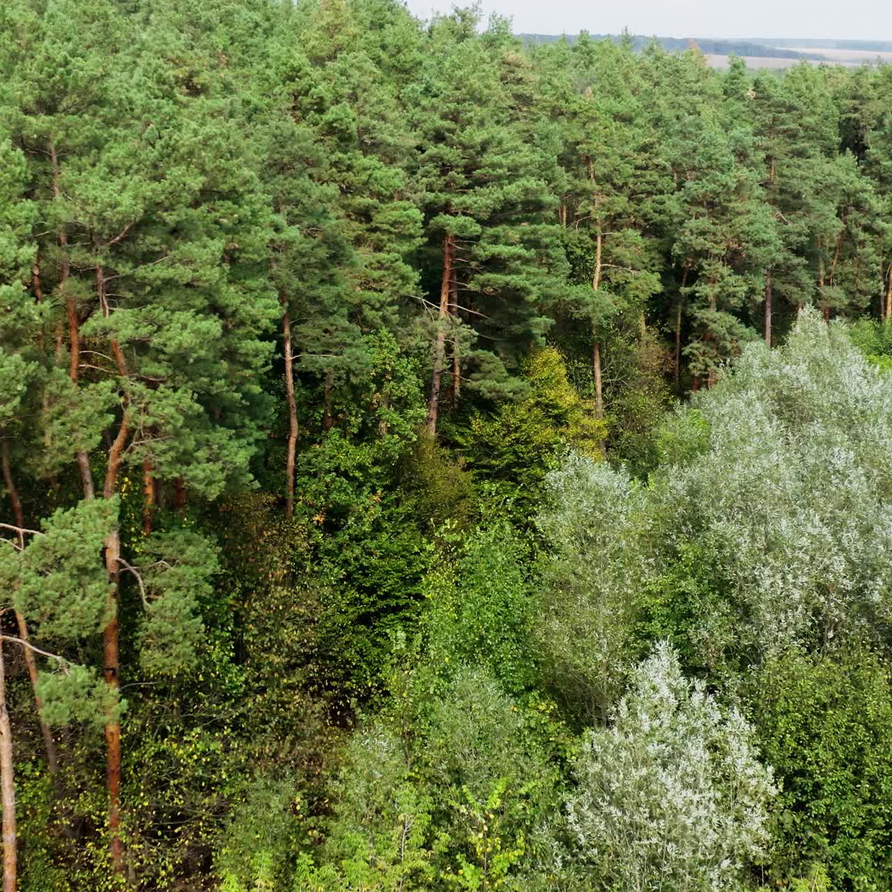 Ecosystem and healthy environment concept and background. Texture of green tree forest view from above. Video from dron