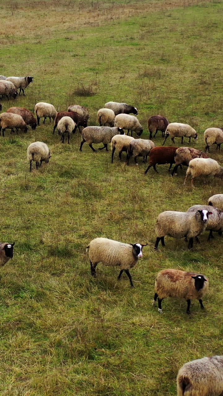 Herd of sheep on pasture. Beautiful woolly domestic animals grazing on field. Group of brown sheep eating grass on a meadow. Aerial view. Vertical video