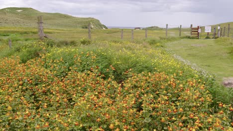 Static-shot-of-the-machair-grassland-and-its-flowers-near-Eoropie-beach-in-Ness