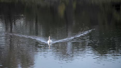 cisne acercándose en el lago
