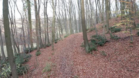 4k-Drohne-Cinemtaic-Fliegt-Im-Wald-In-Der-Herbstsaison