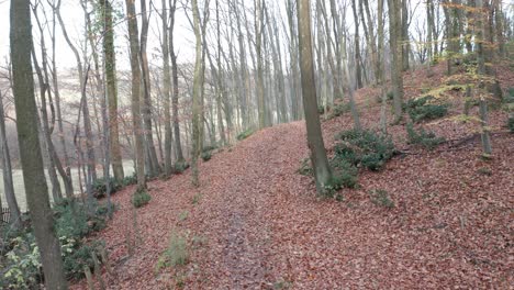 4k drone cinemtaic volar en el bosque en la temporada de otoño