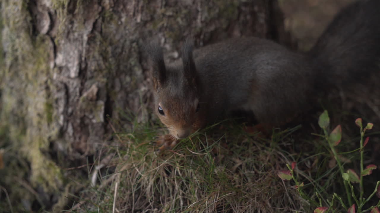 toma en cámara lenta de una joven ardilla roja curiosa