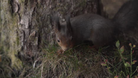 Toma-En-Cámara-Lenta-De-Una-Joven-Ardilla-Roja-Curiosa