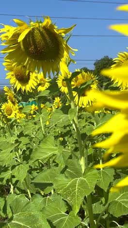 vibrant sunflowers swaying under a clear sky