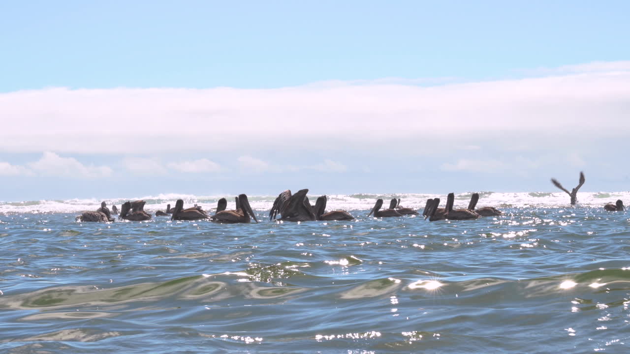 Water level view of Brown Pelicans feeding off Oregon Coast