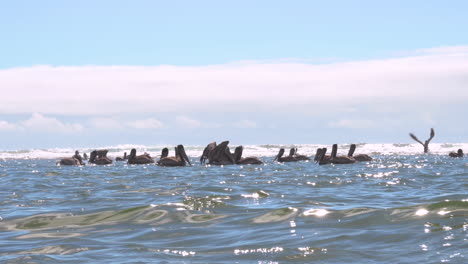 vista del nivel del agua de los pelícanos marrones que se alimentan de la costa de oregon
