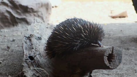 australian echidna climbing up a log to eat peanut butter