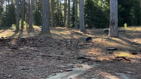 corsican wild pigs boars of corsica island in france