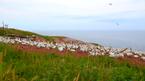 northern gannet bird landing in nesting colony near cliff with grass in foreground, quebec