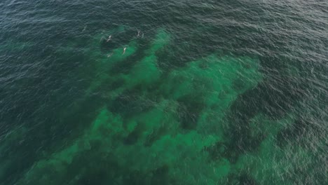 Una-Manada-De-Delfines-Nadando-En-La-Superficie-A-Través-De-Las-Claras-Aguas-Del-Océano-Índico.