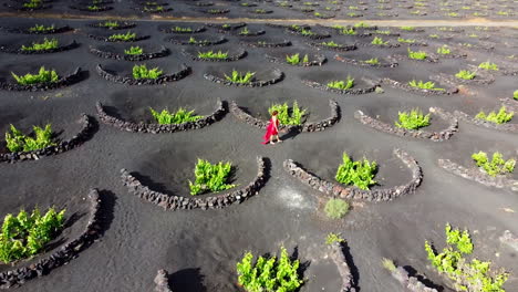 Weinbergplantage-Auf-Lanzarote-Mit-Vielen-Kreisförmigen-Schutzvorrichtungen-Aus-Vulkanischem-Stein-Auf-Dem-Boden,-Auf-Dem-Eine-Frau-In-Einem-Roten-Kleid-Läuft,-Berge-Im-Hintergrund