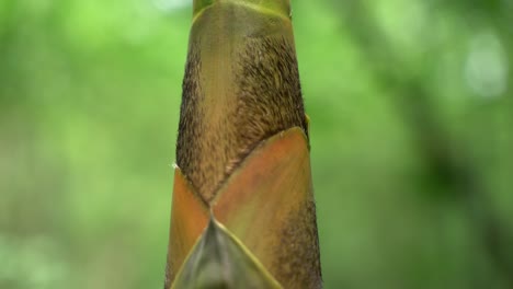 al comienzo del monzón, nuevos árboles de bambú están creciendo en el bosque