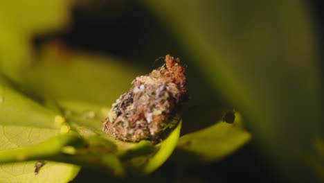 closeup of a trash bug a lacewing larva perfectly covering itself in available material to camouflage itself