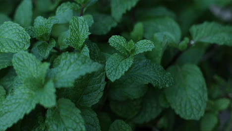 moody shot of mint leaves