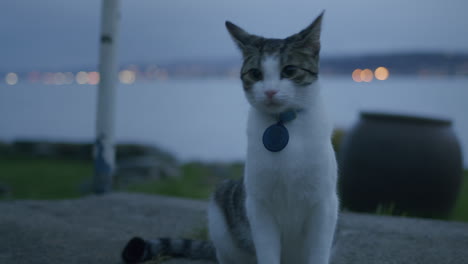 cat outside in low evening light with pull focus from sea