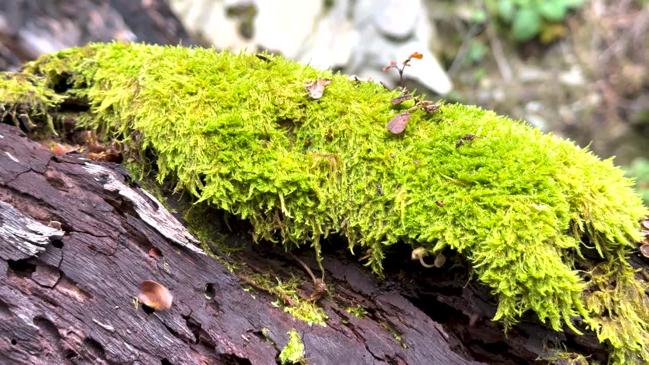 Close-up of vibrant green moss on a log in a serene forest setting. Natural lighting highlights the lush texture and earthy tones