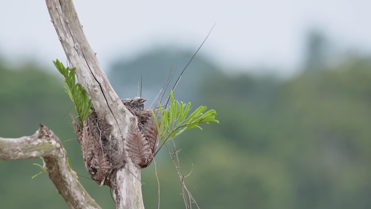 los pájaros bebés se ven en el nido rodeado de hojas de helecho, artamus fuscus, tailandia