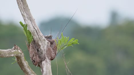 Pajaritos-Vistos-En-El-Nido-Rodeados-De-Hojas-De-Helecho,-Golondrina-Cenicienta-Artamus-Fuscus,-Tailandia