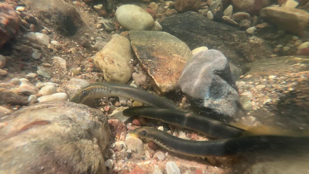 Three Brook lampreys (Lampetra planeri) in a small creek during the spawning season, Estonia.