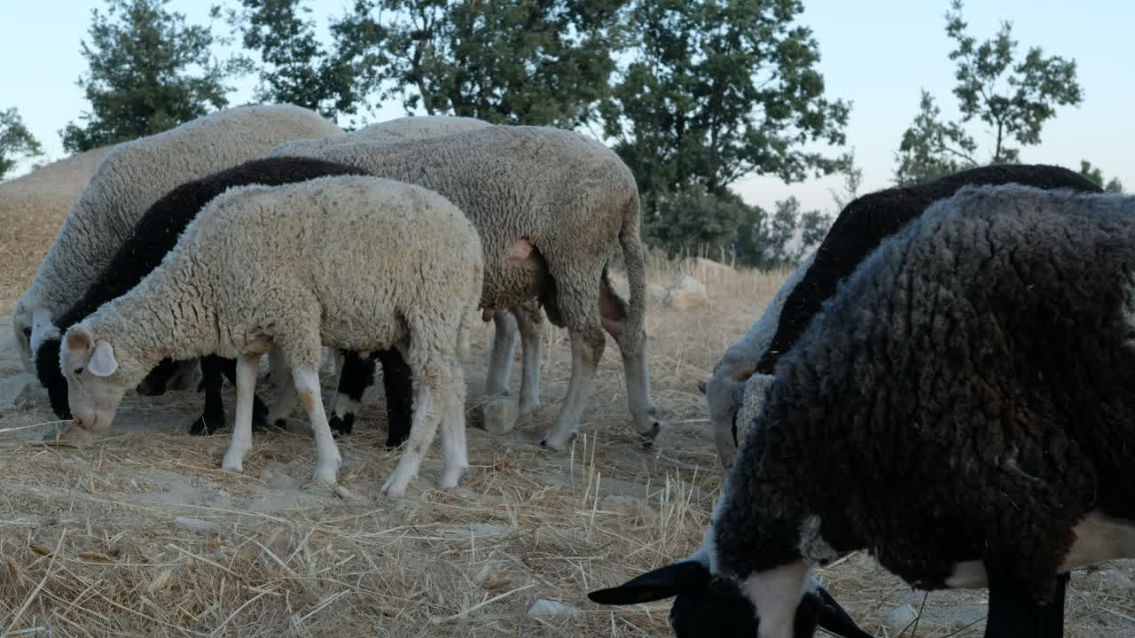 ovejas comiendo hierba