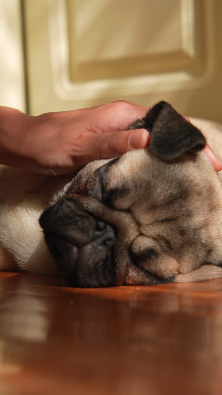 잠자는 파그를 손으로 만지는 것