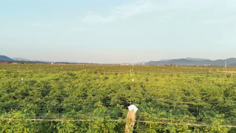 Schöne-Grüne-Hopfengärten-In-Slowenien