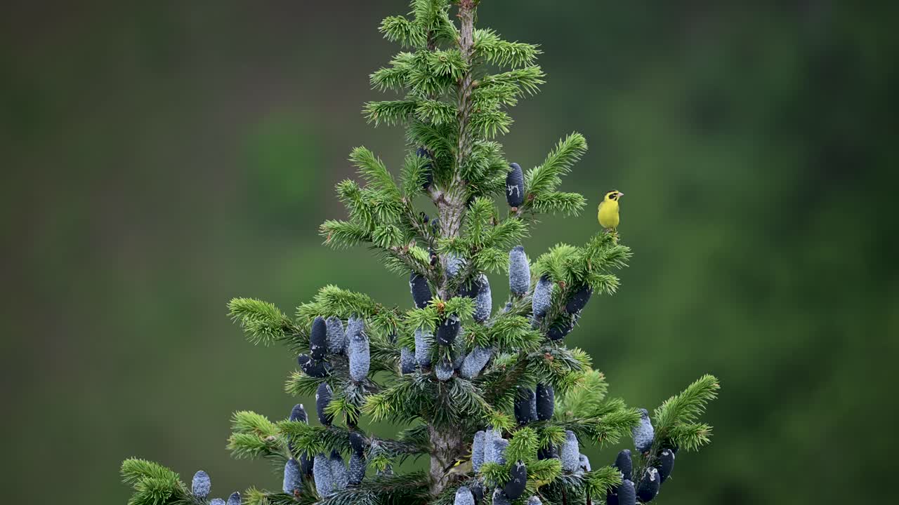 Yellow breasted green finch (Chloris spinoides) on a beautiful Tree in Forest