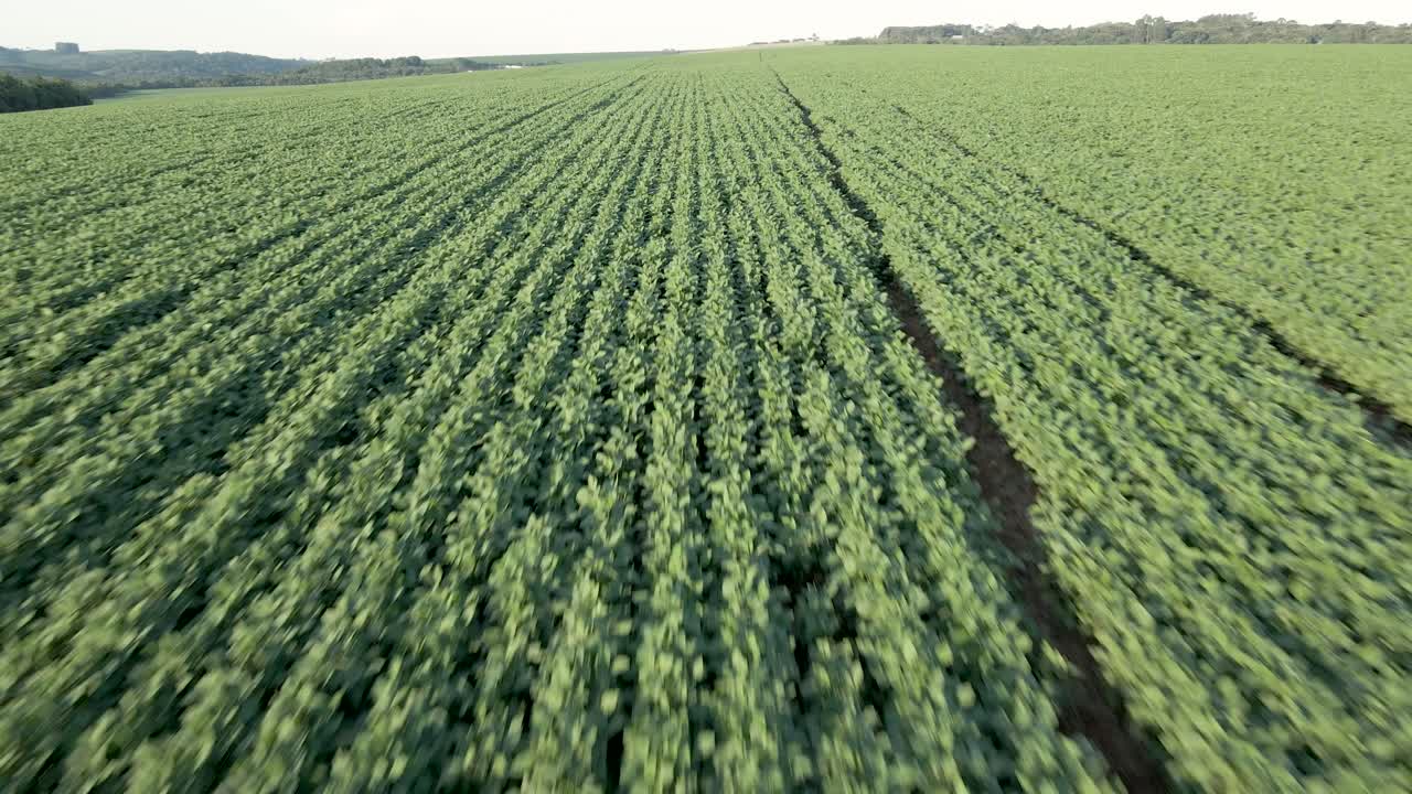 hileras de plantaciones de soja, vista de drones