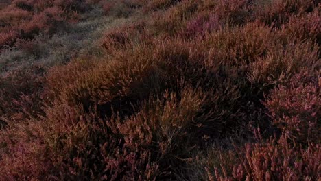 low flying over blooming heather fields at posbank rheden at holland, aerial