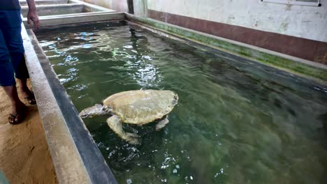 sea turtle rescue and rehabilitation