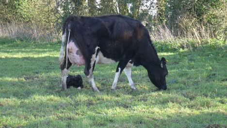 day-old new-born baby calf with its mother