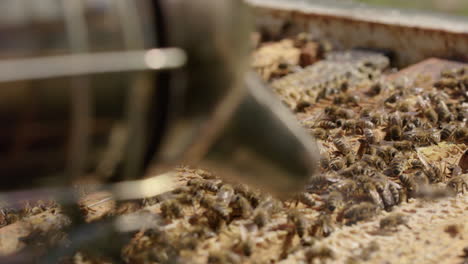 beekeeping - smoking beehives in order to prevent aggressive behavior, close up