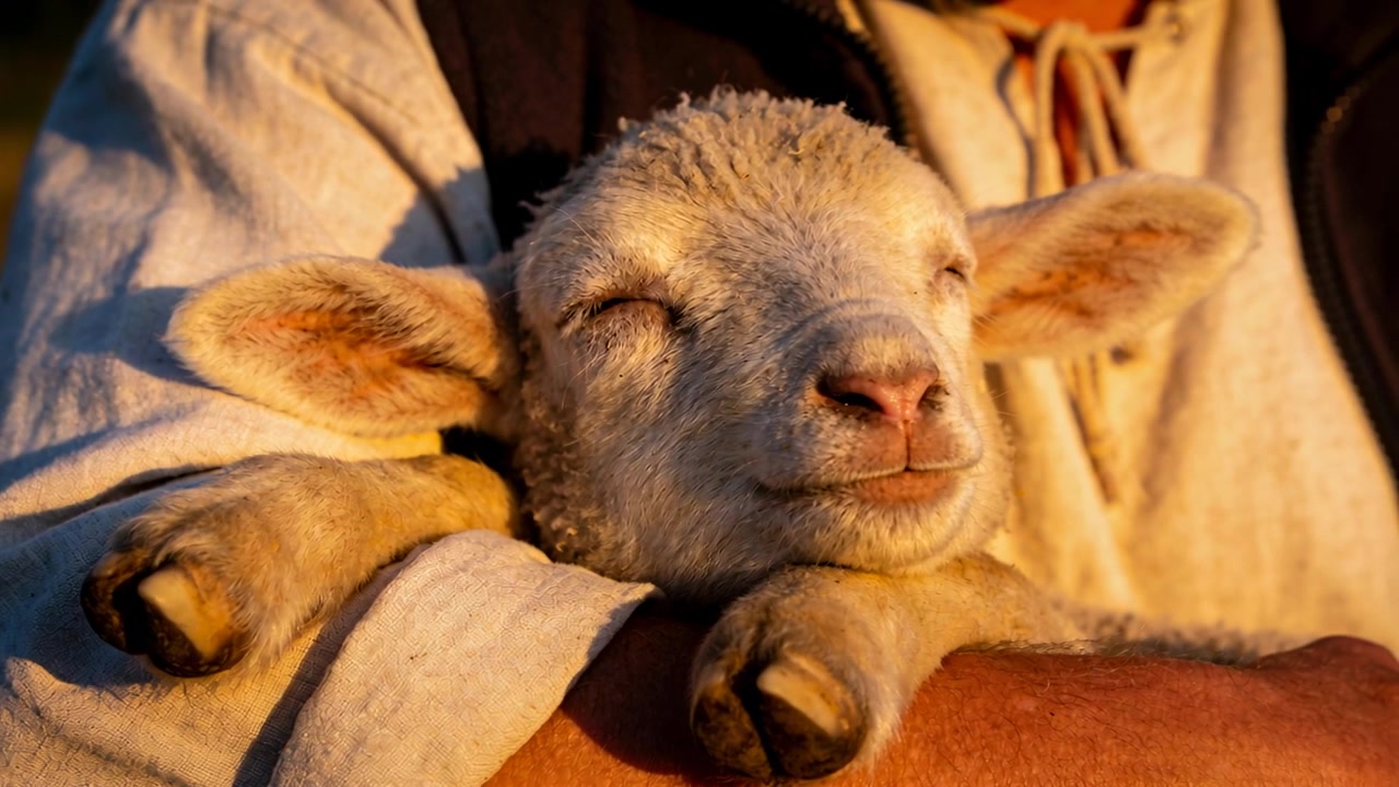 Boer wiegt een lam nadat hij het op de boerderij tot zijn onderarmen heeft opgetild, in overhemd en vest troost hij het lam.