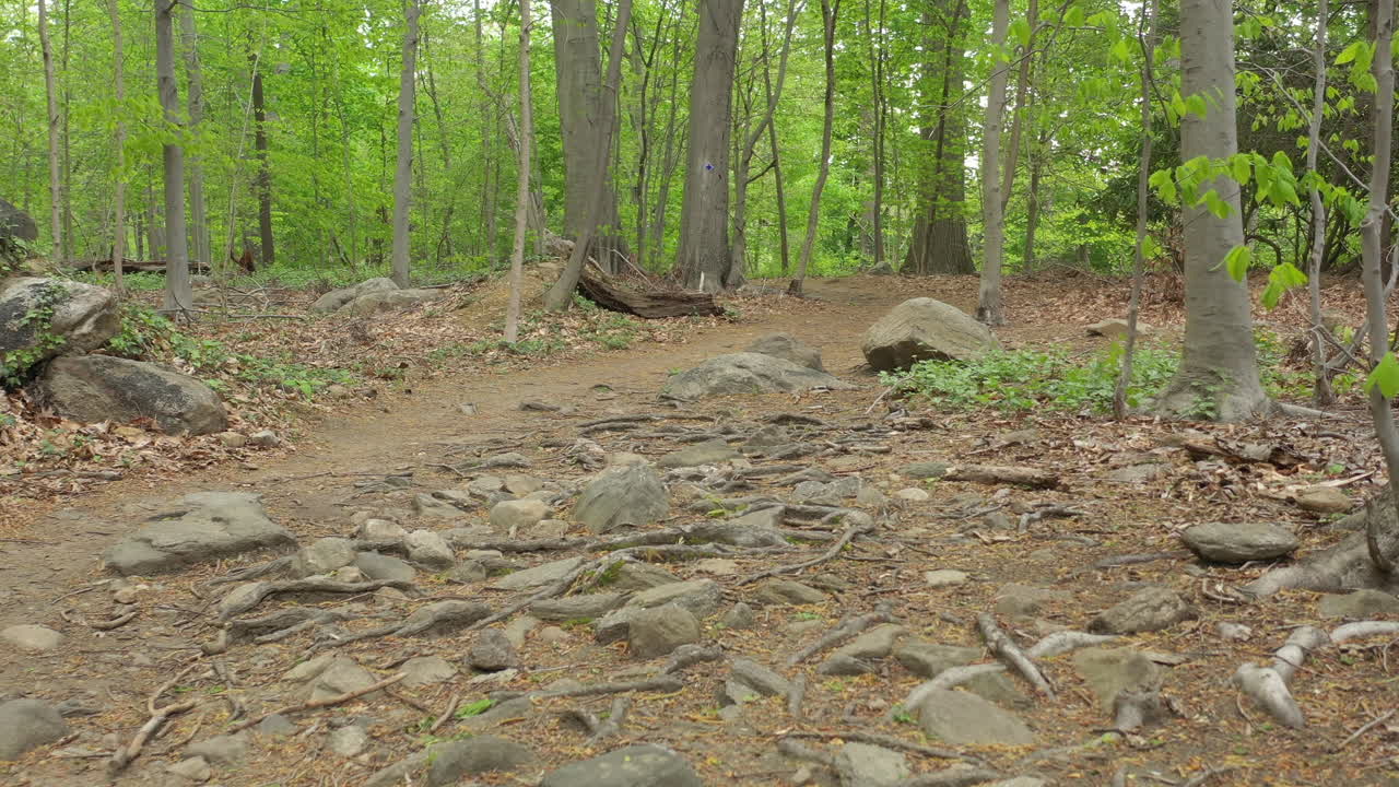 un dron de ángulo bajo disparó a lo largo de un sendero natural, rodeado de árboles verdes en un día soleado