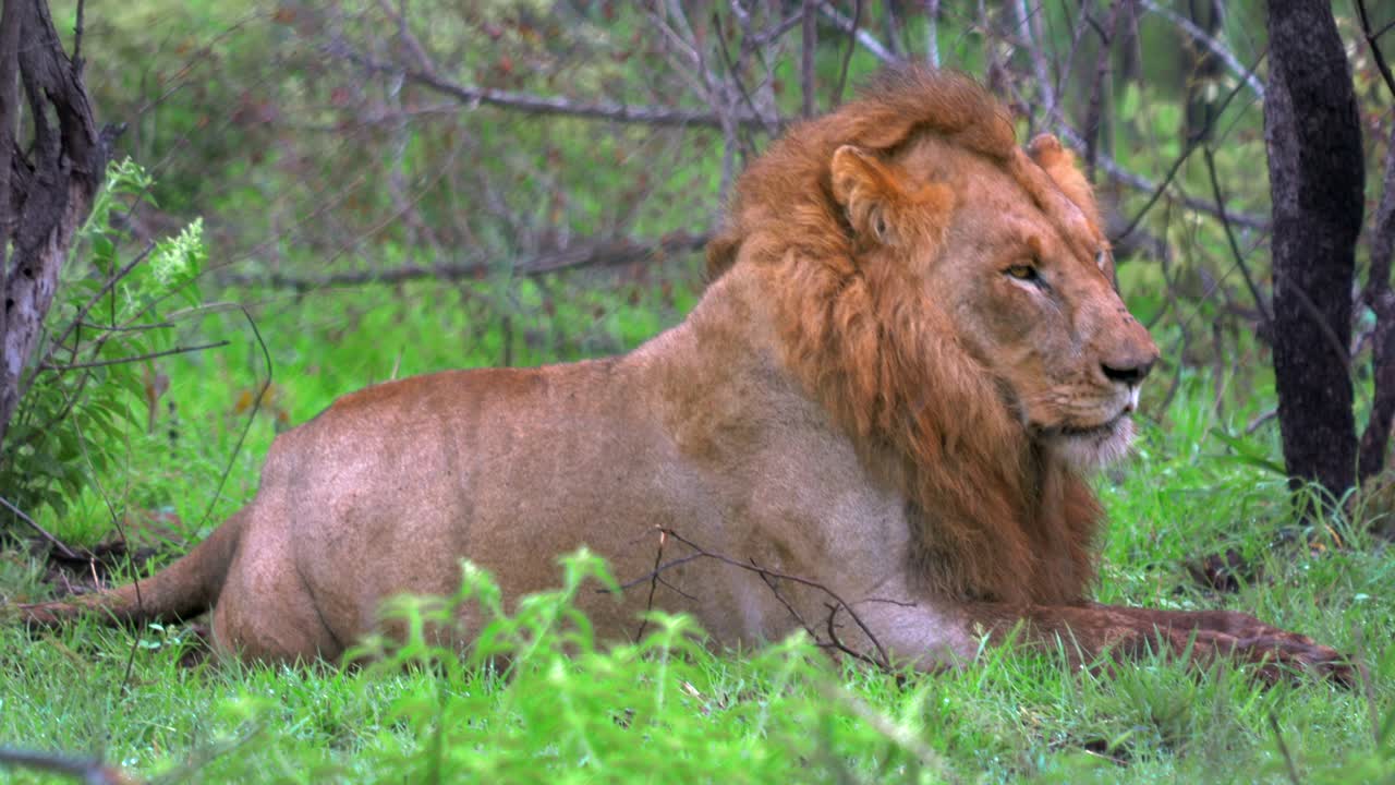 Satisfied male lion Kruger Park National Park full after zebra meal deep in the lush green bush rainy season summer spring South Africa wildlife big five cinematic still close up movement