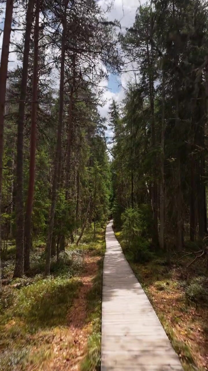Vista aerea con drone di una passerella di legno attraverso una fitta foresta nella riserva della torbiera di Tinovul Mare. Verticale.