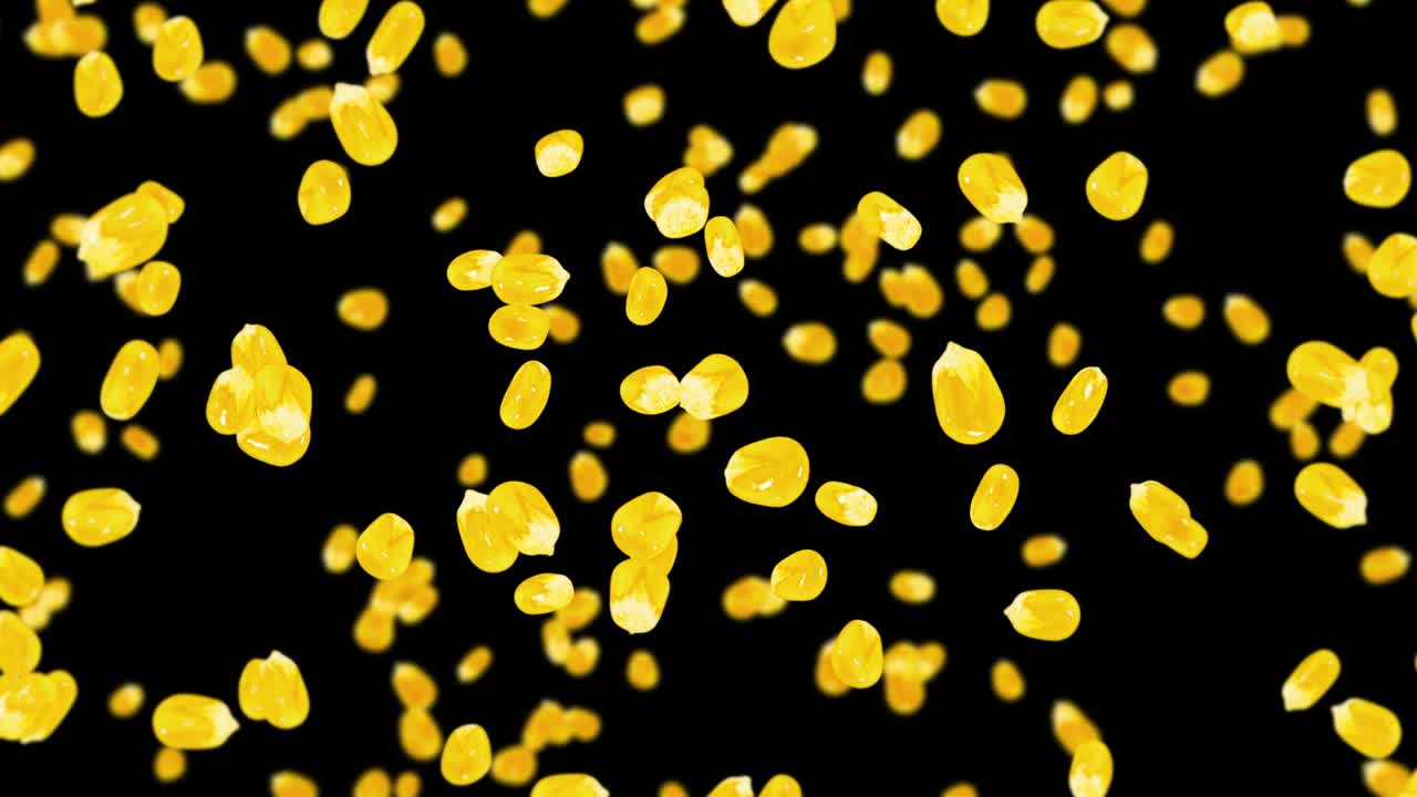 검은색 바탕에 많은 옥수수 어리를 날려. 노란색 달한 옥수스 씨. 채식주의자. 건강한 음식. 옥수수가 회전하는 3d 루프 애니메이션.