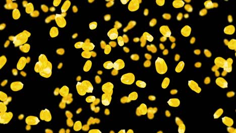 flying many corn grains on black background. yellow sweet corn seeds. vegetarian. healthy food. 3d loop animation of corn rotating.