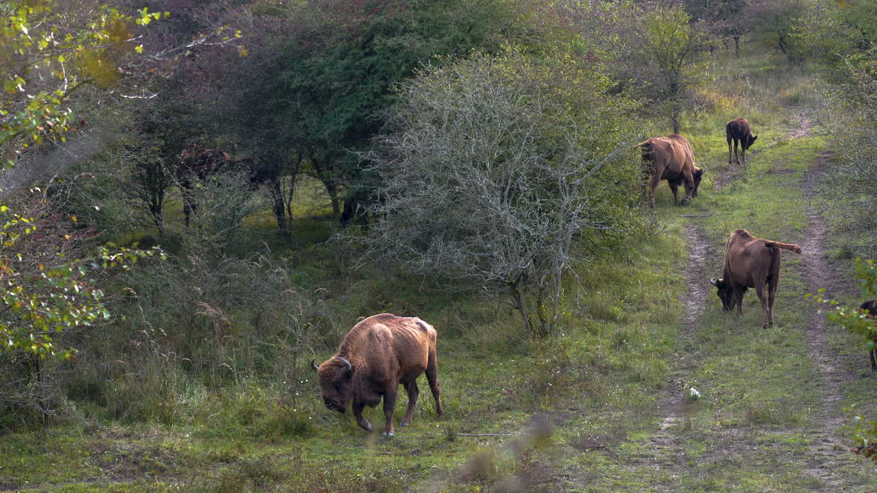 manada de bisontes europeos bonasus pastando a lo largo de un campo camino fangoso, república checa