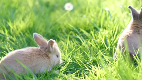 adorable baby rabbit sitting together on the green grass. two tiny furry baby brown bunny playful on the meadow. easter family animal bunny concept