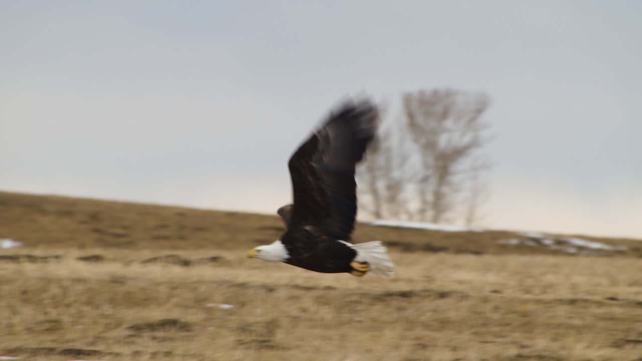 Bald Eagle In Flight Near Waterton, Alberta, Canada - low angle shot